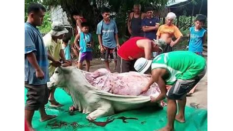 snopes are cows skinned alive in china